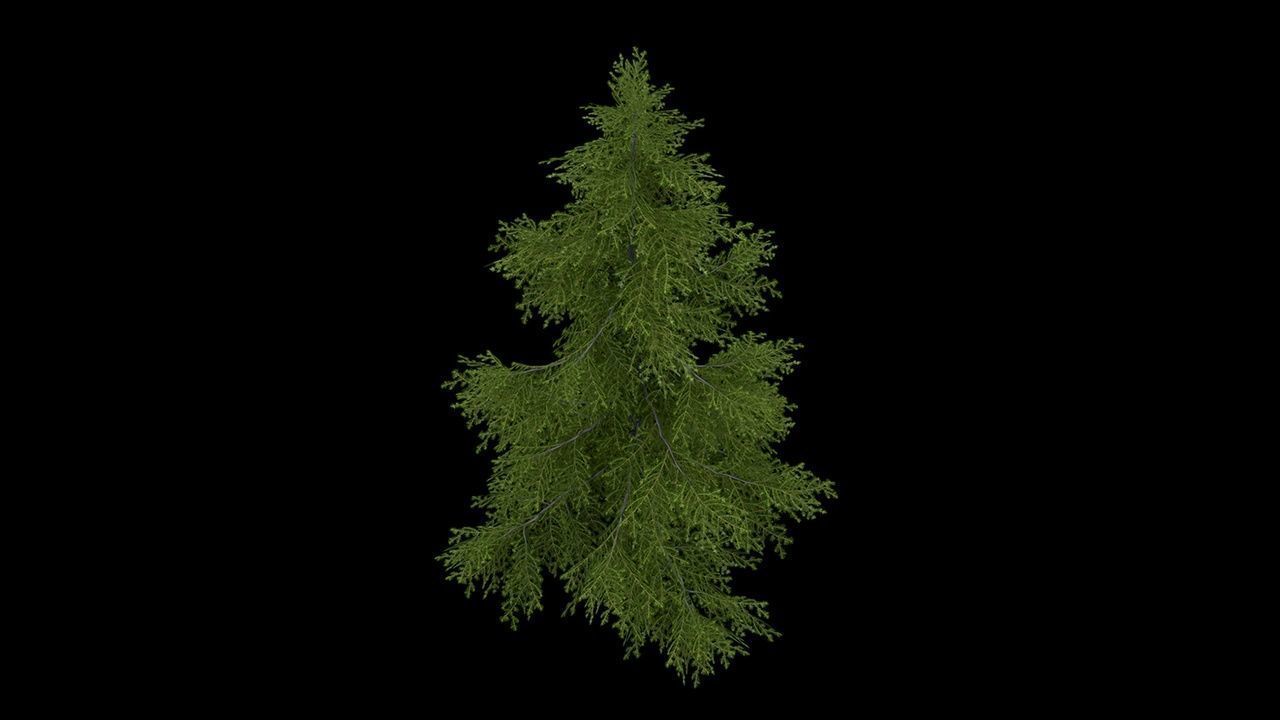 Sugar Pine Coniferous Tree Christmas Fir Eastern Hemlock Low-poly 3D model_7