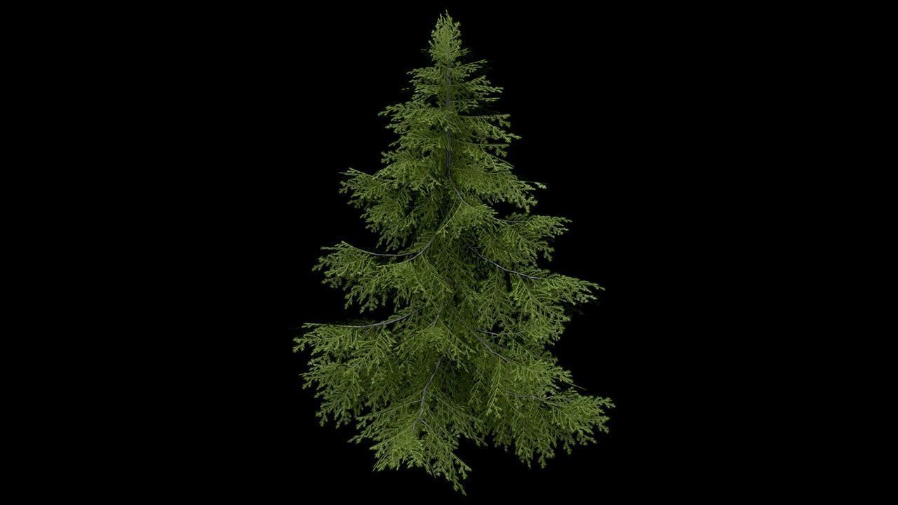 Sugar Pine Coniferous Tree Christmas Fir Eastern Hemlock Low-poly 3D model_8