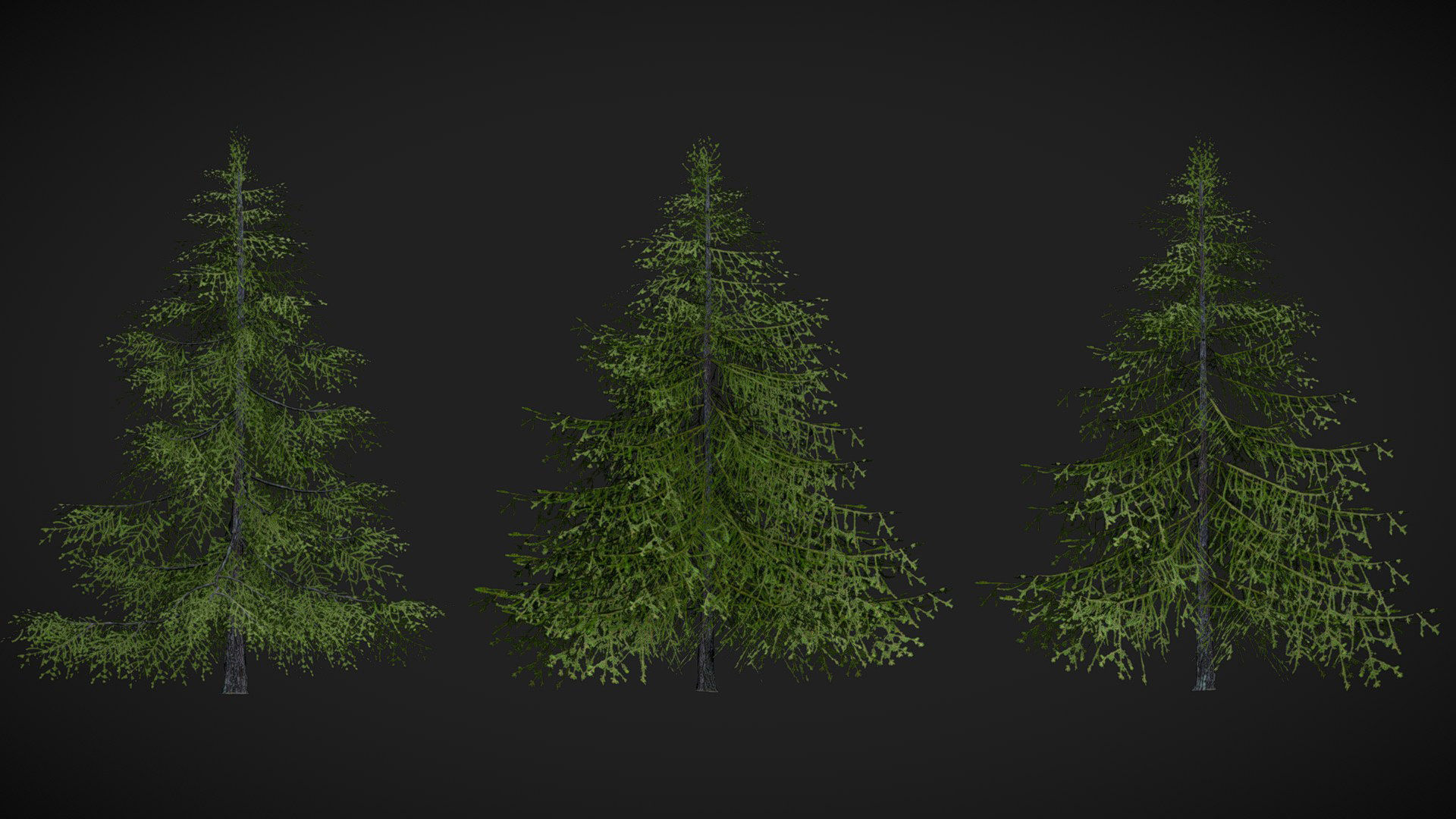 Sugar Pine Coniferous Tree Christmas Fir Eastern Hemlock Low-poly 3D model_1