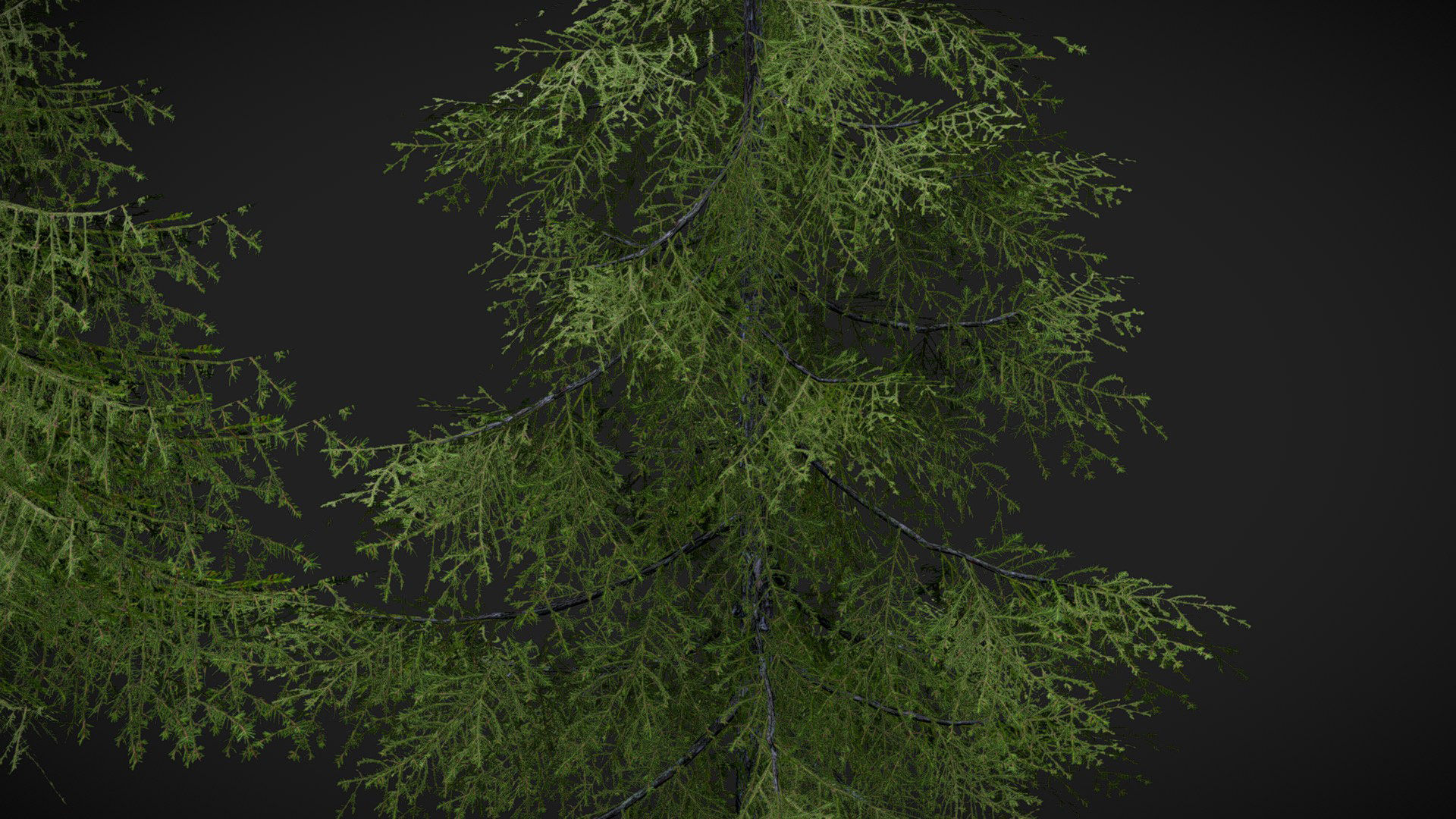 Sugar Pine Coniferous Tree Christmas Fir Eastern Hemlock Low-poly 3D model_4