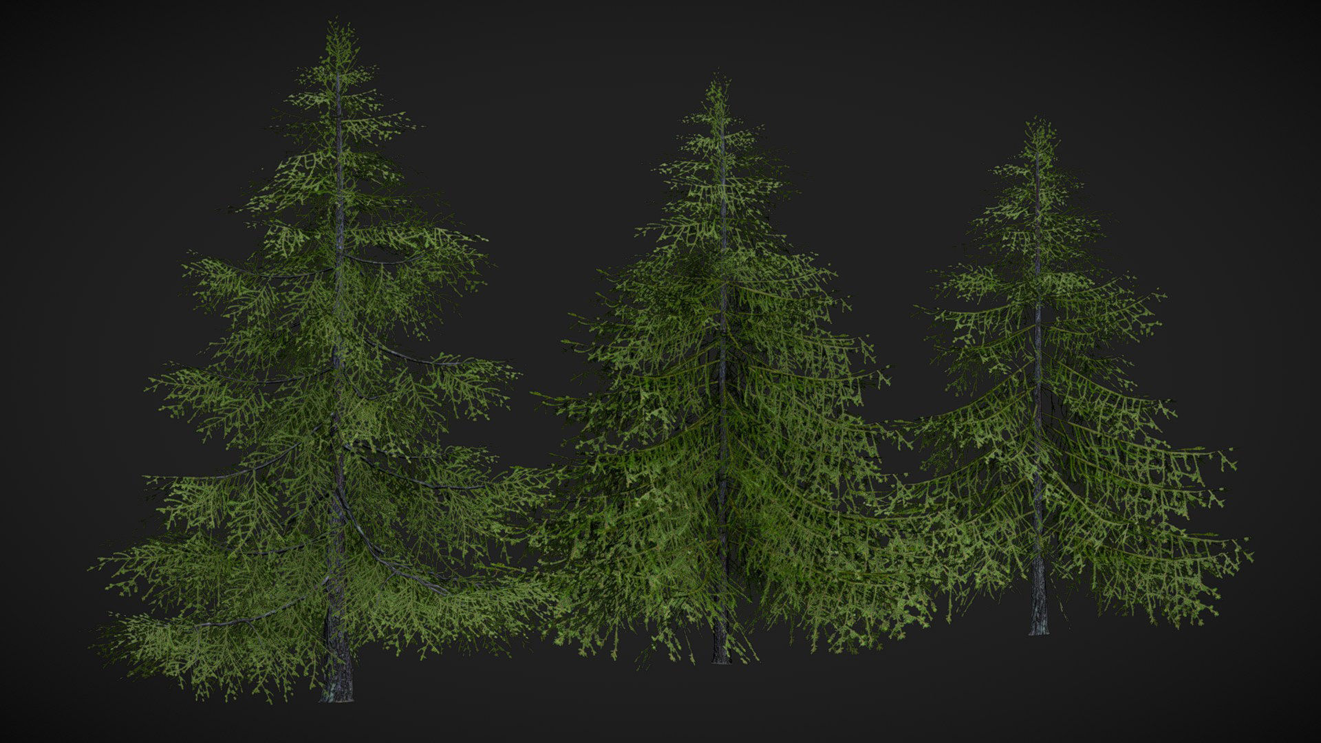 Sugar Pine Coniferous Tree Christmas Fir Eastern Hemlock Low-poly 3D model_3