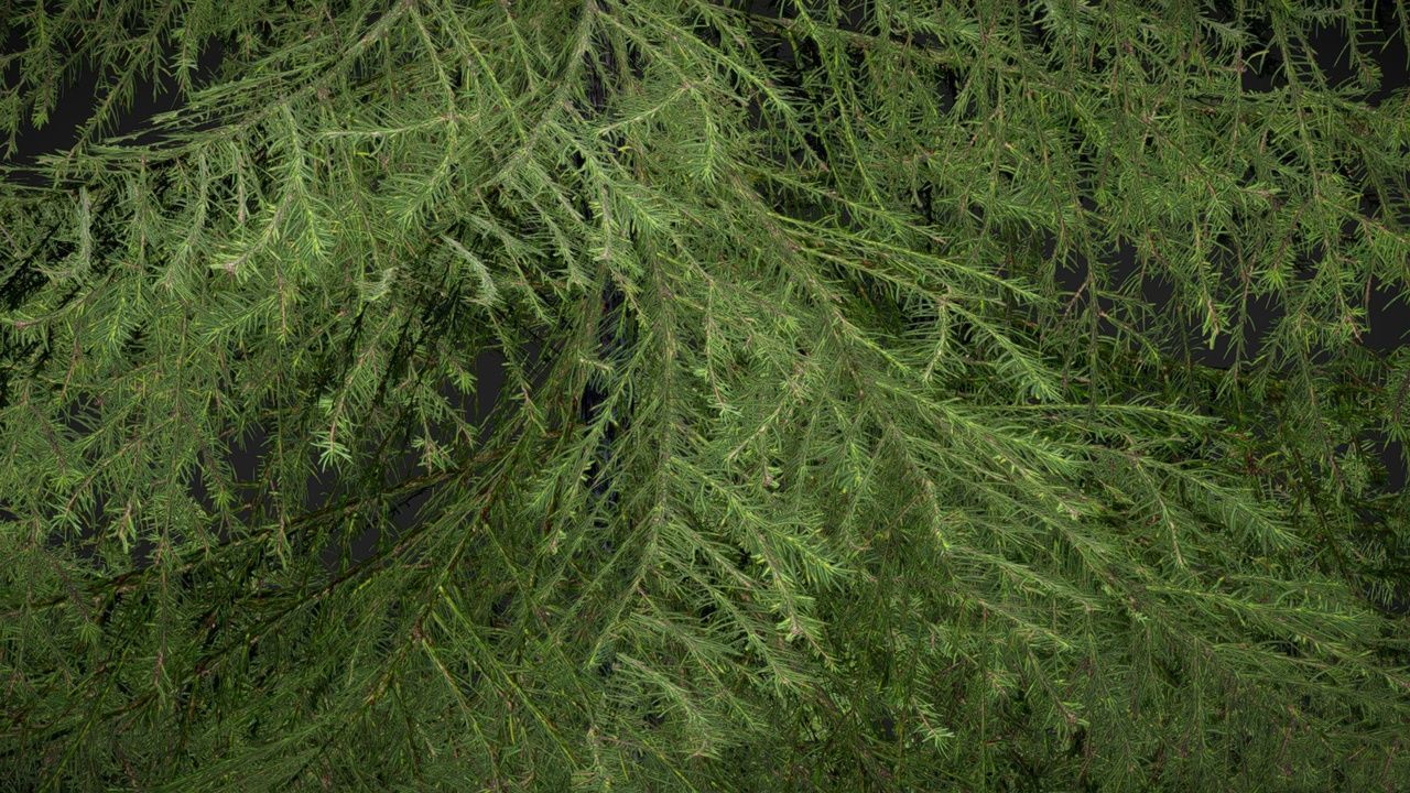 Sugar Pine Coniferous Tree Christmas Fir Eastern Hemlock Low-poly 3D model_12