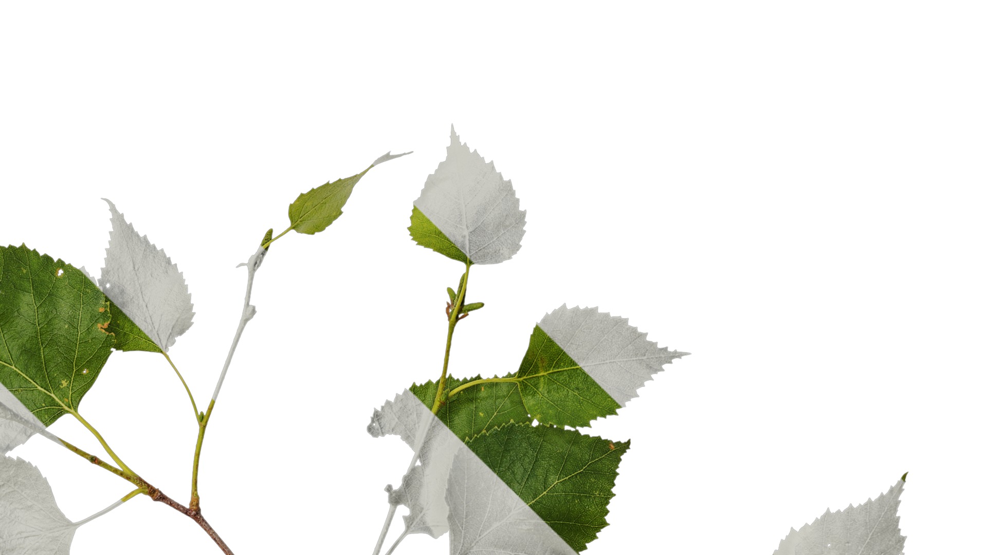 Anydrafts Betula pendula Atlas 07 Texture_4