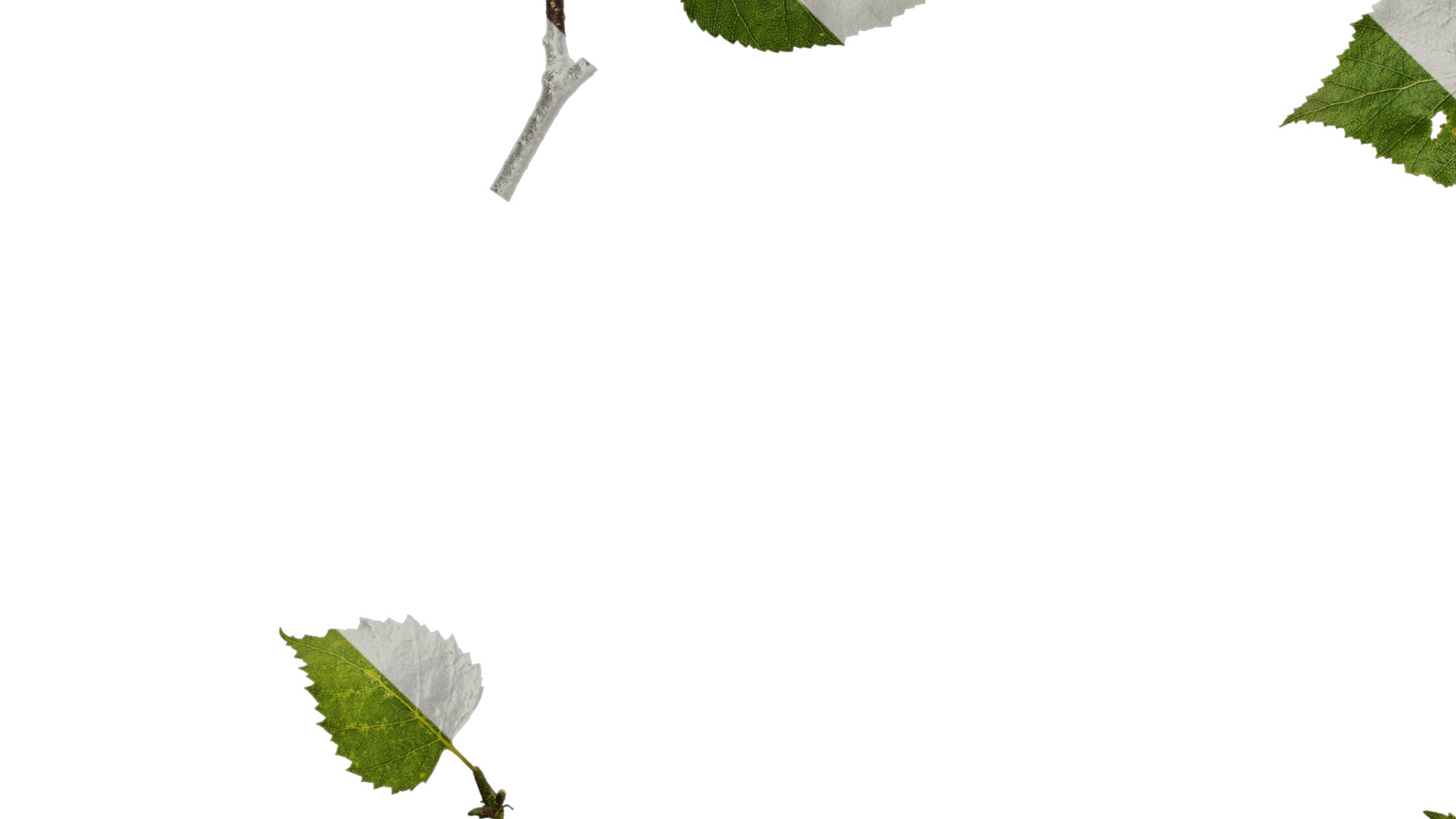 Anydrafts Betula pendula Atlas 07 Texture_5