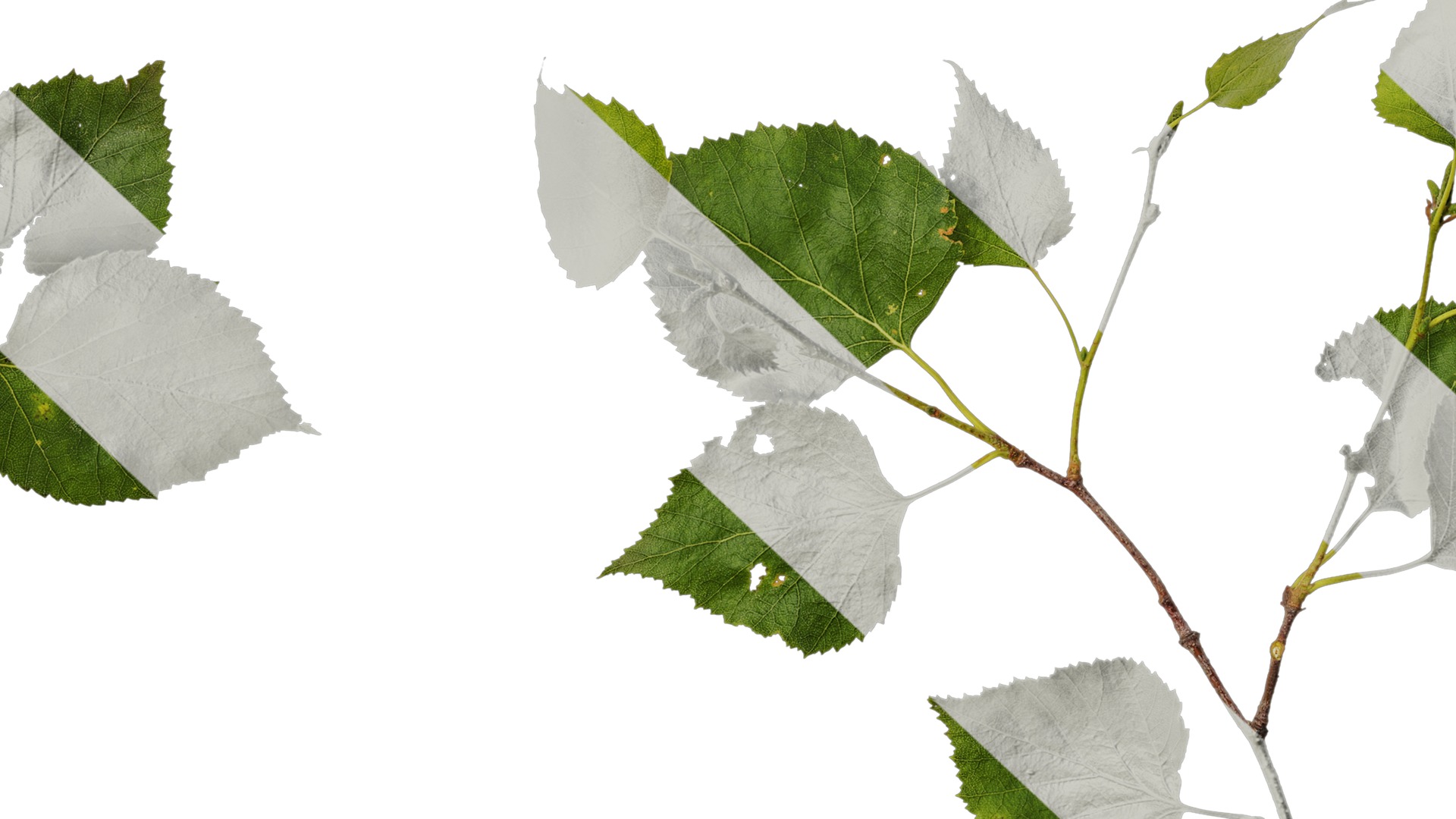 Anydrafts Betula pendula Atlas 07 Texture_7