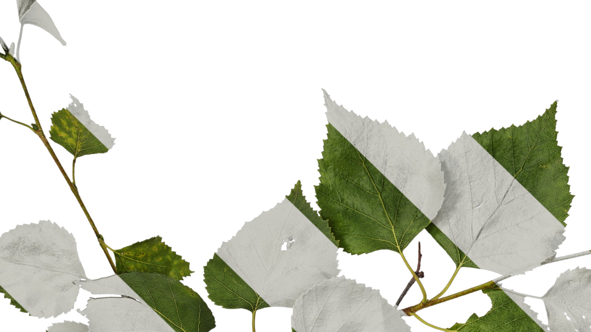 Anydrafts Betula pendula Atlas 07 Texture_1