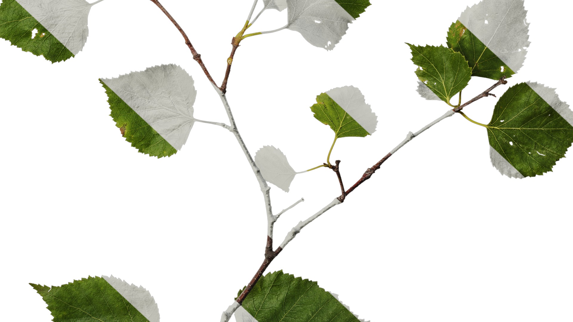 Anydrafts Betula pendula Atlas 07 Texture_6