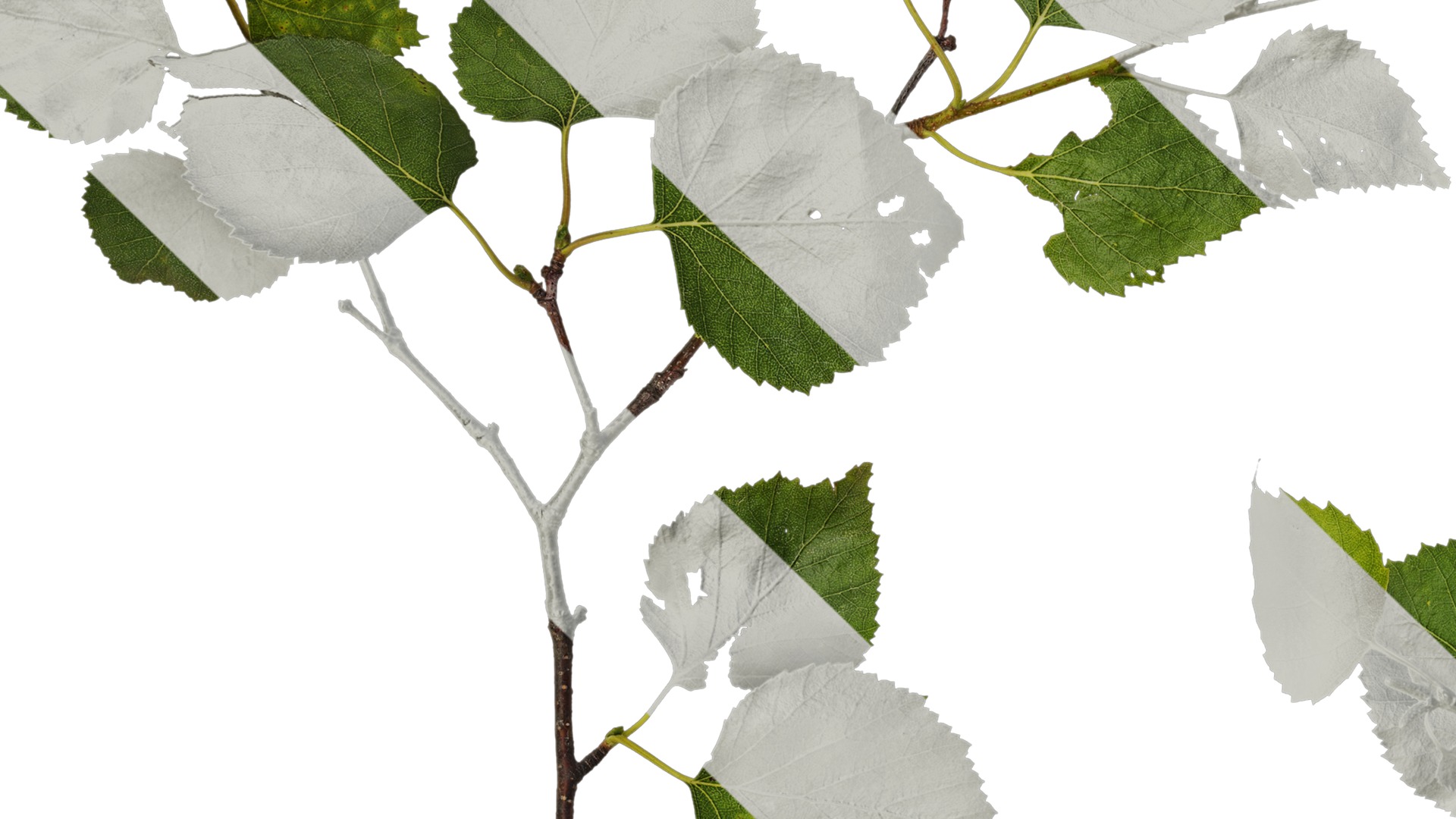 Anydrafts Betula pendula Atlas 07 Texture_3