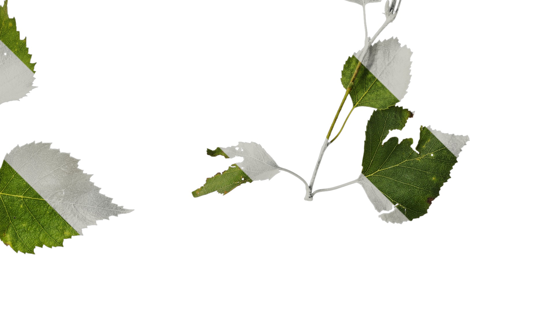 Anydrafts Betula pendula Atlas 07 Texture_2