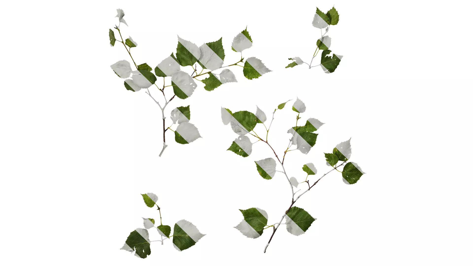 Anydrafts Betula pendula Atlas 07 Texture_0