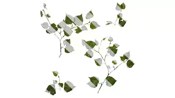 Anydrafts Betula pendula Atlas 07