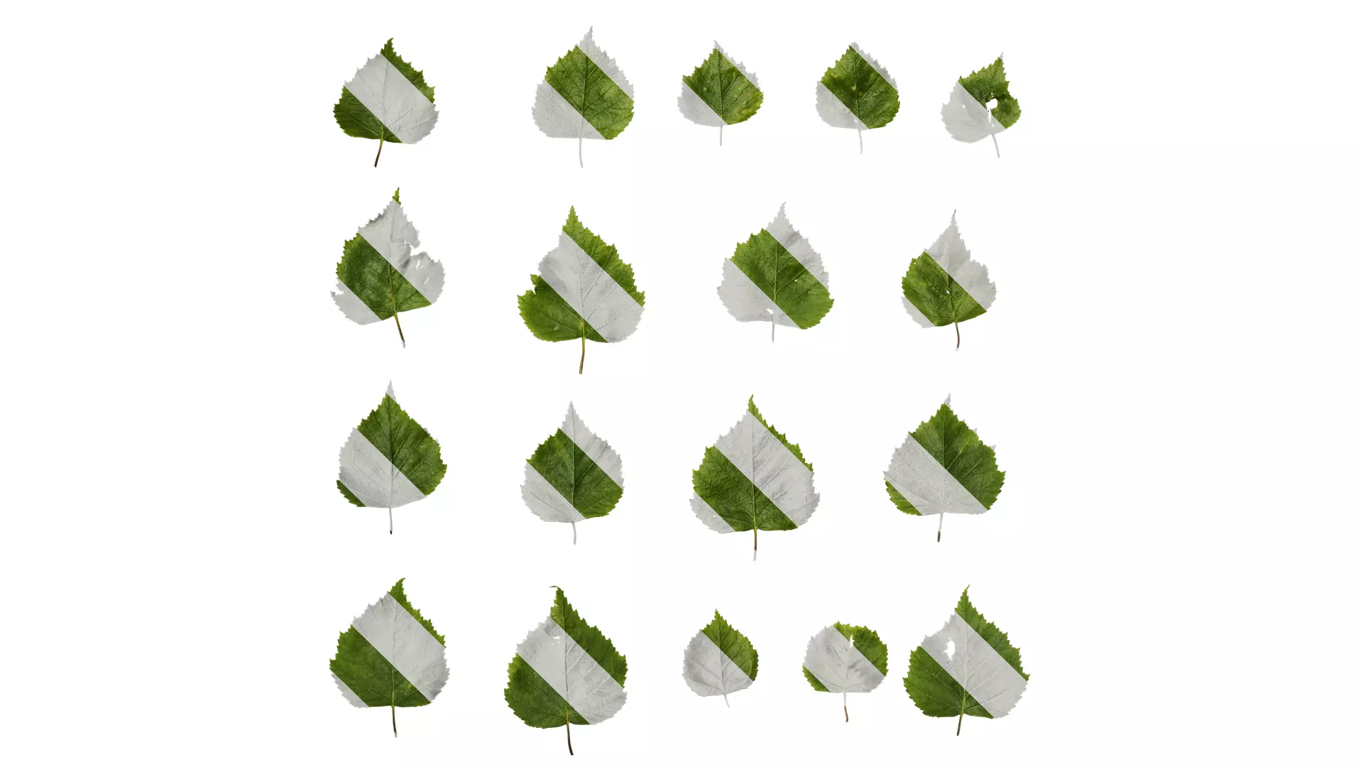 Anydrafts Betula pendula Leaf 01 Texture_0