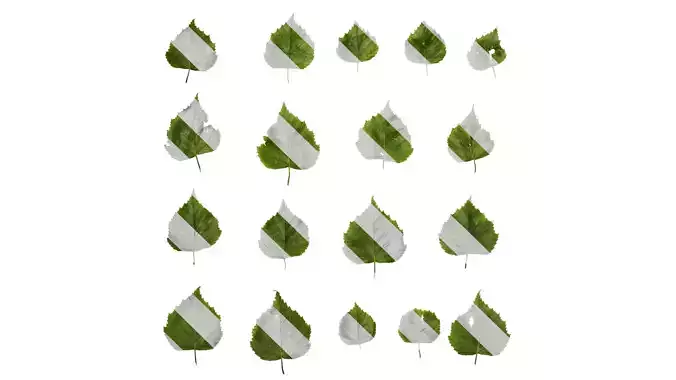 Anydrafts Betula pendula Leaf 01