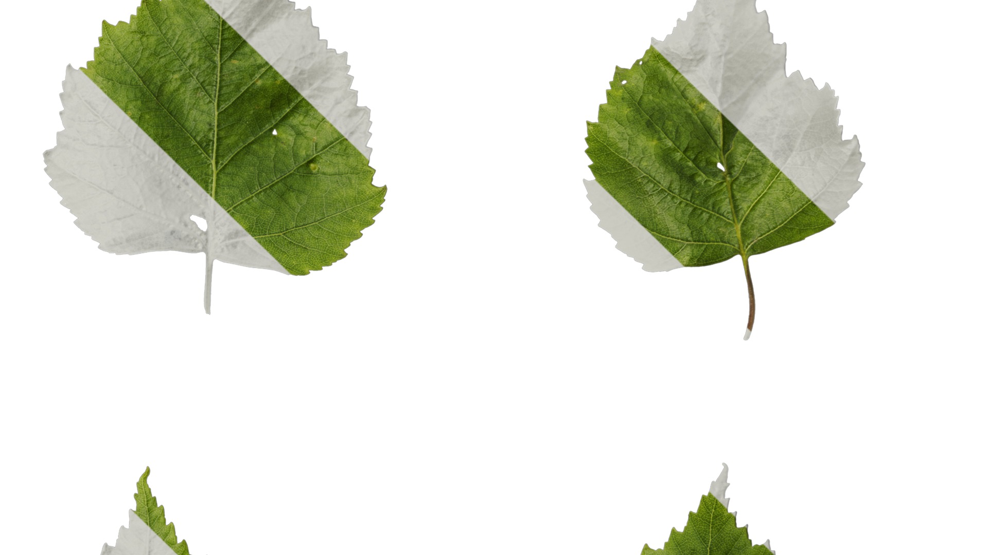 Anydrafts Betula pendula Leaf 01 Texture_4