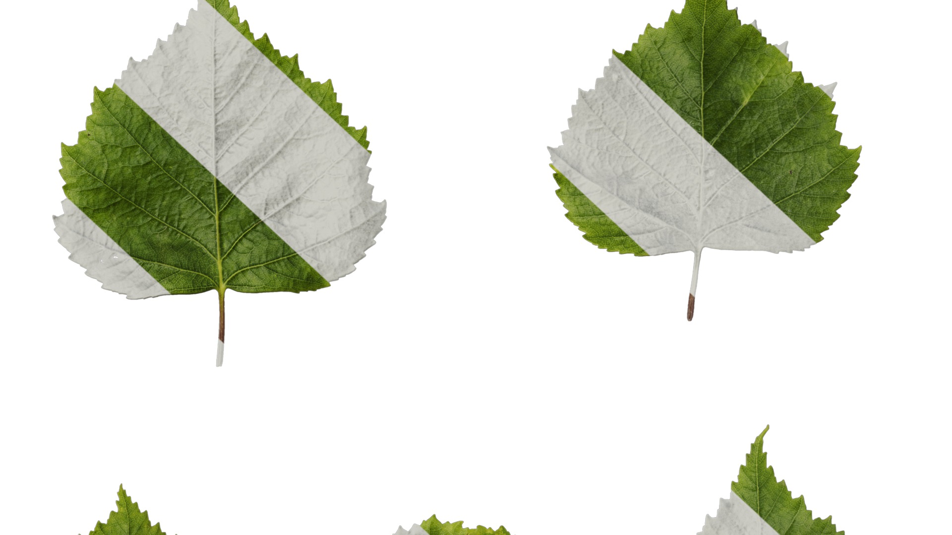 Anydrafts Betula pendula Leaf 01 Texture_6