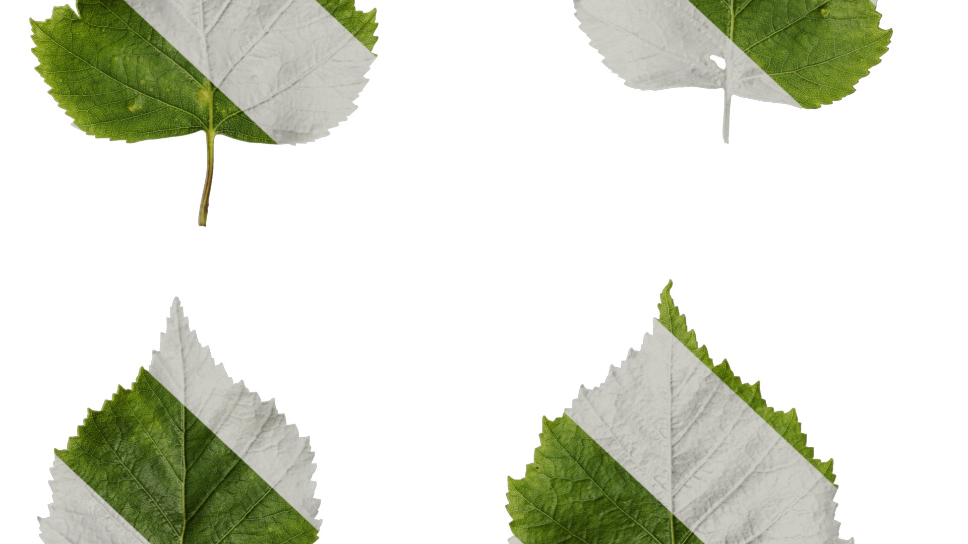 Anydrafts Betula pendula Leaf 01 Texture_7