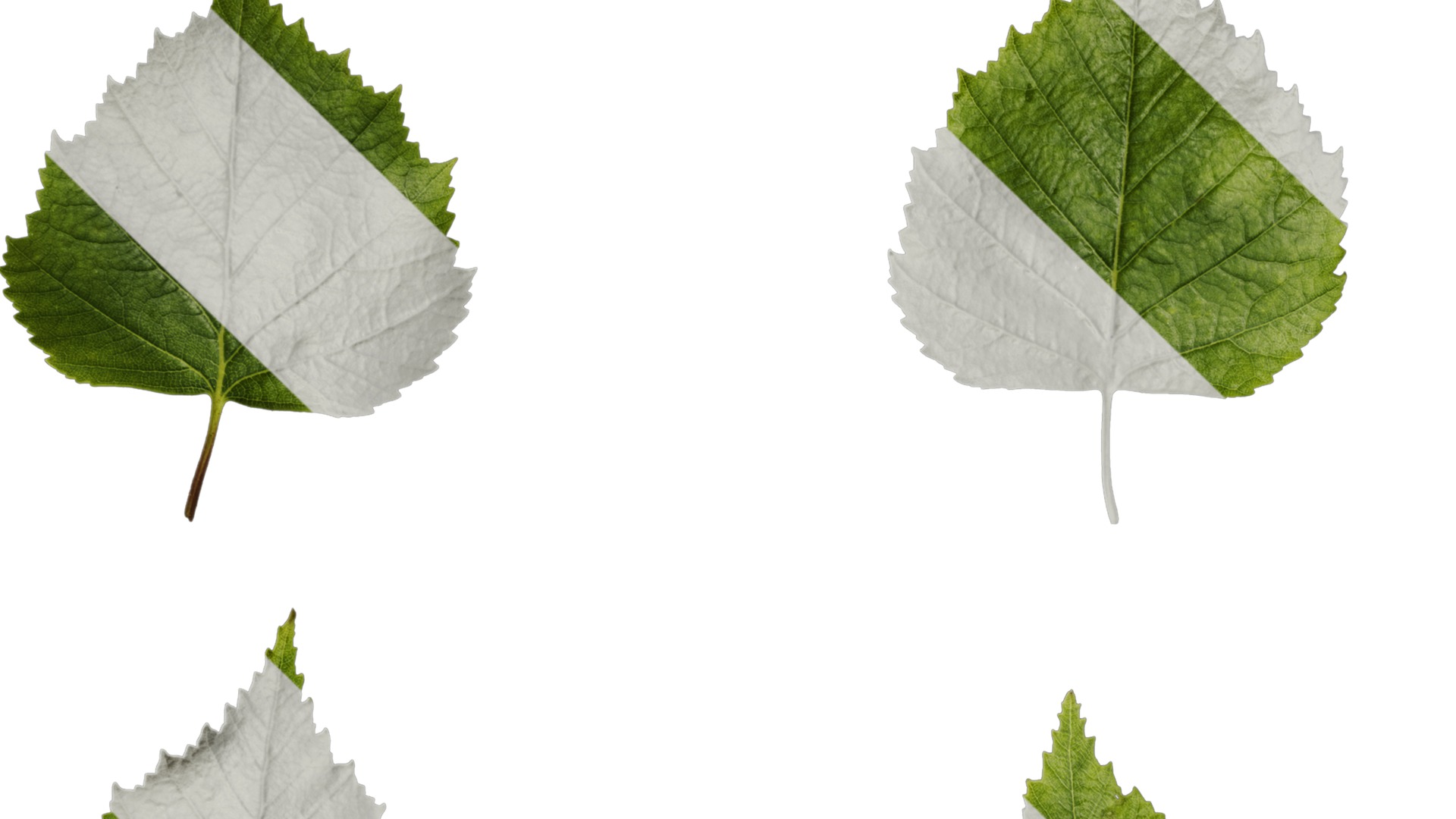 Anydrafts Betula pendula Leaf 01 Texture_1