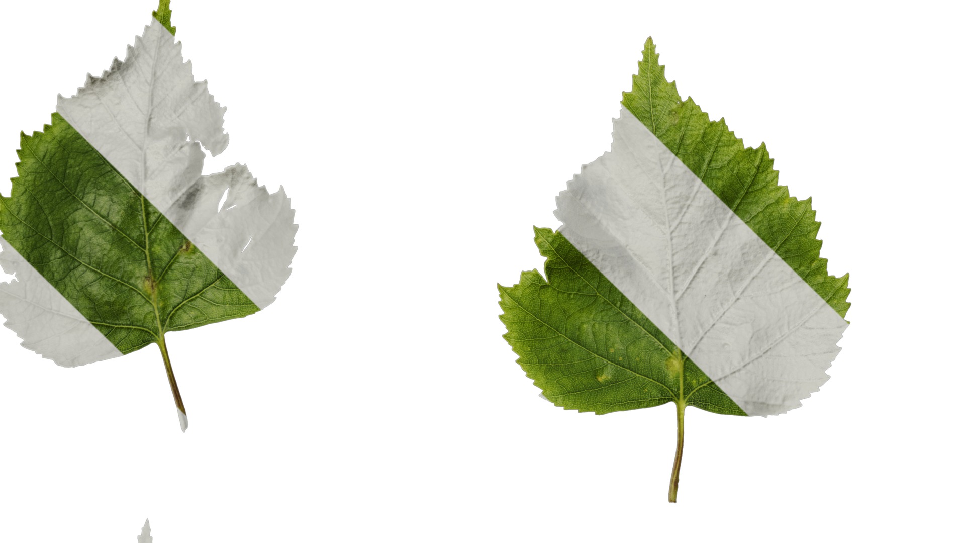 Anydrafts Betula pendula Leaf 01 Texture_3