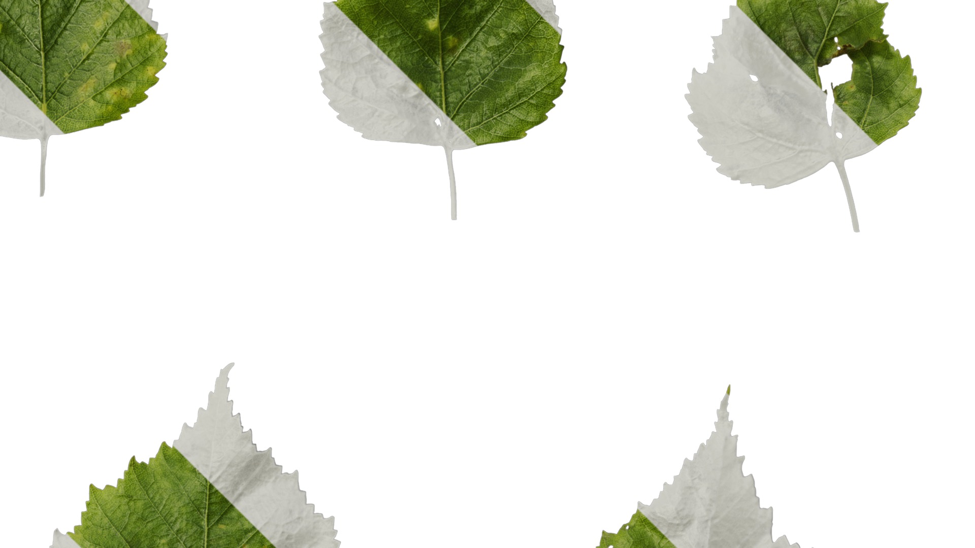 Anydrafts Betula pendula Leaf 01 Texture_2