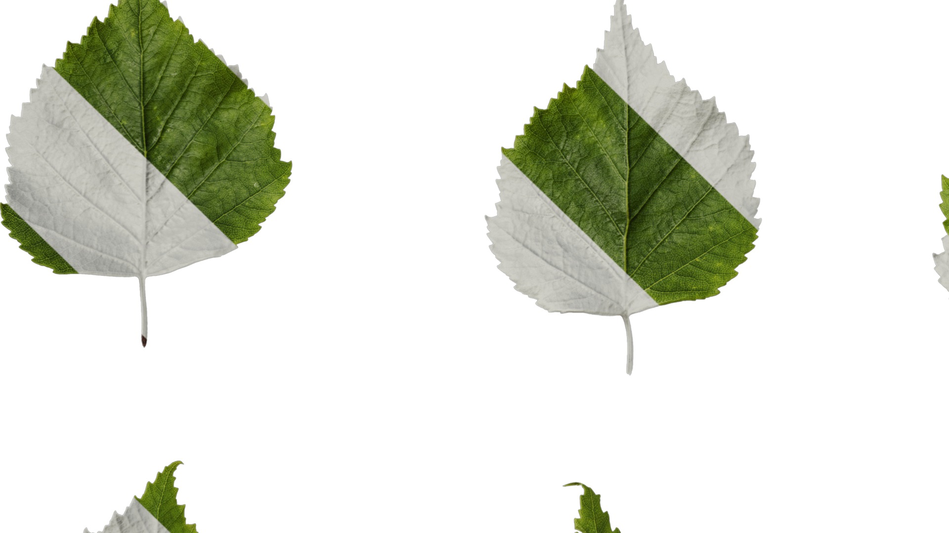 Anydrafts Betula pendula Leaf 01 Texture_5