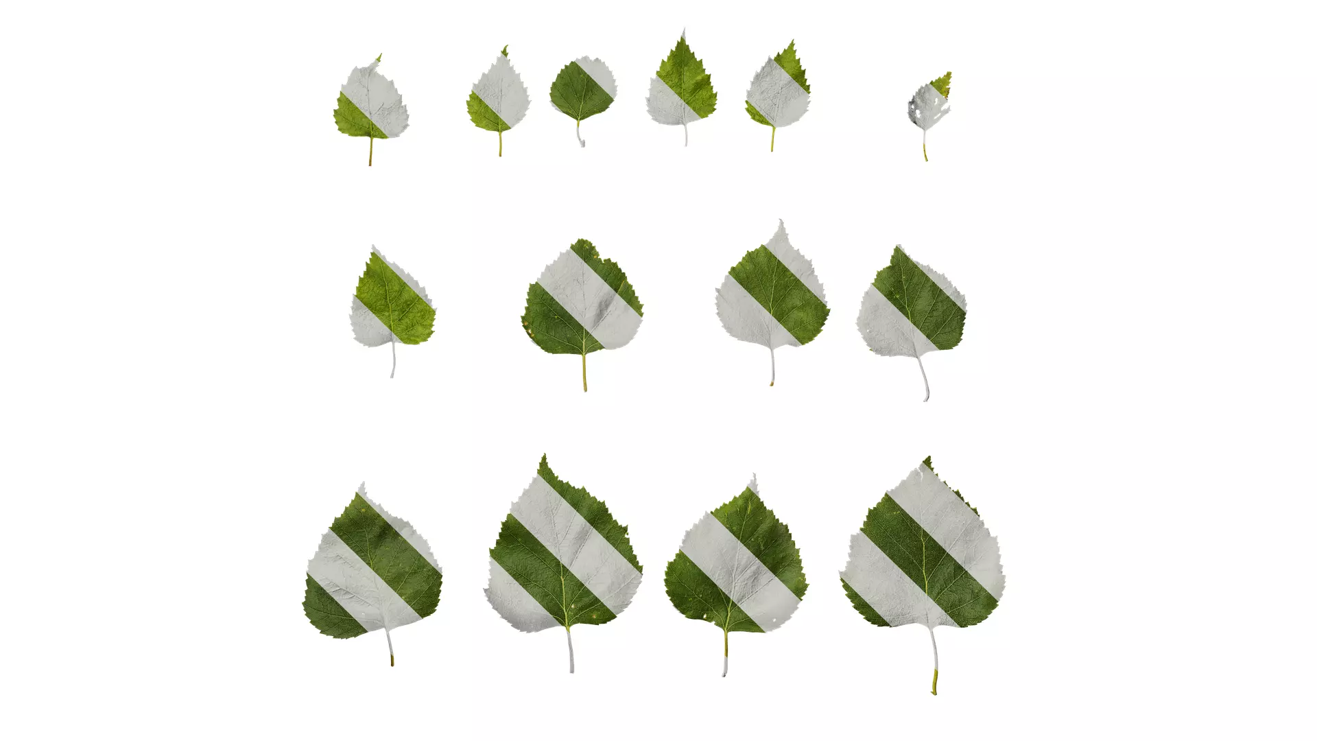 Anydrafts Betula pendula Leaf 02 Texture