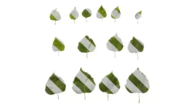 Anydrafts Betula pendula Leaf 02