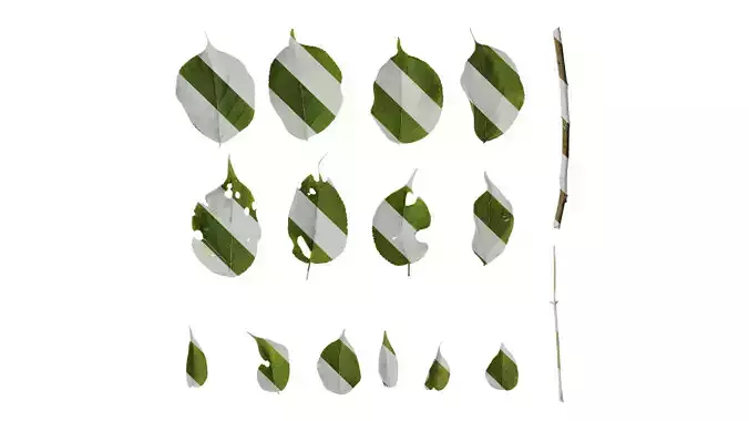 Anydrafts Bischofia javanica Leaf 01