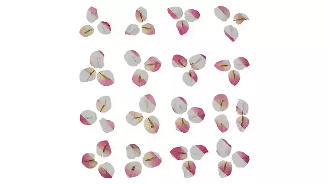 Anydrafts Bougainvillea glabra Flower 03