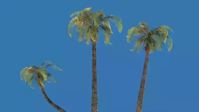 Tropical Palm Straight Tree Small Curved Coconut