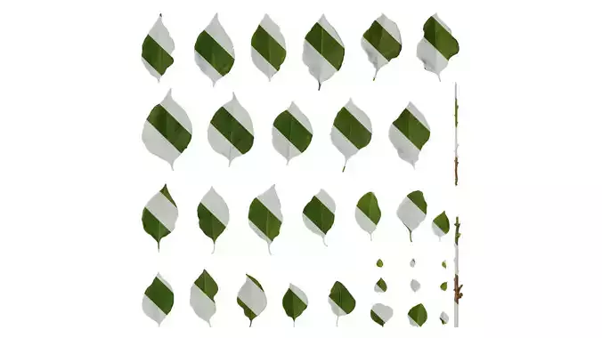 Anydrafts Bougainvillea glabra Leaf 01