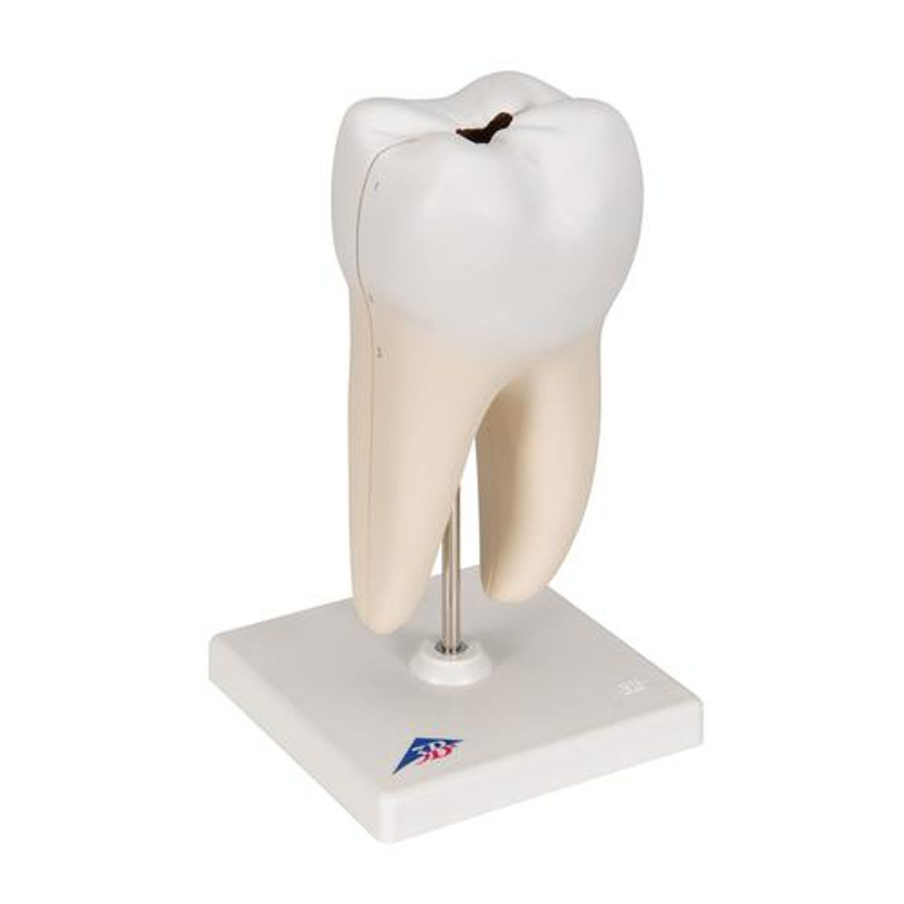 3D Model of Lower Twin Root Molar 3D print model_6