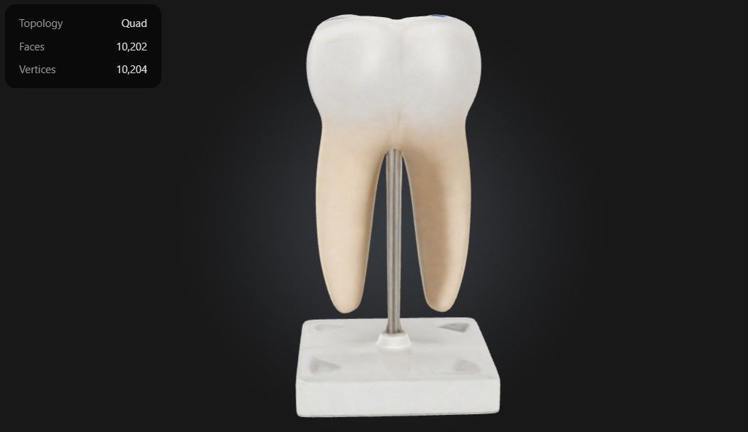 3D Model of Lower Twin Root Molar 3D print model_4