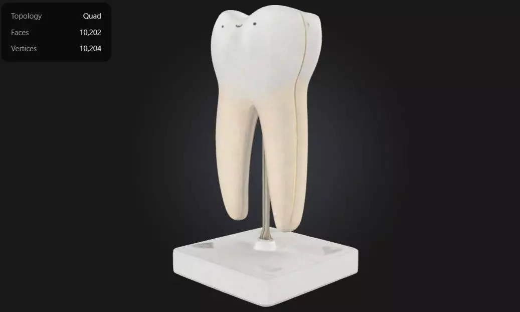 3D Model of Lower Twin Root Molar 3D print model_0