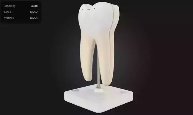 3D Model of Lower Twin Root Molar