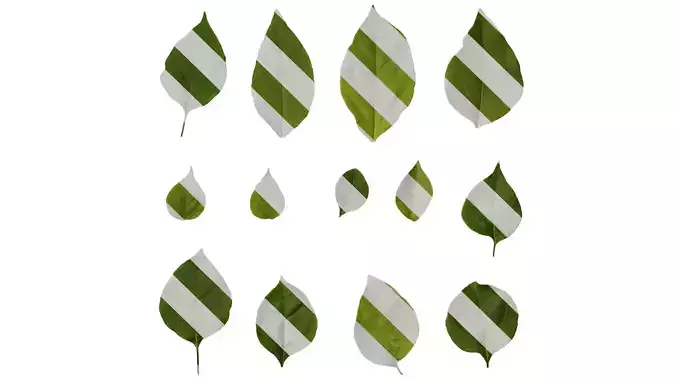 Anydrafts Bougainvillea glabra Leaf 02