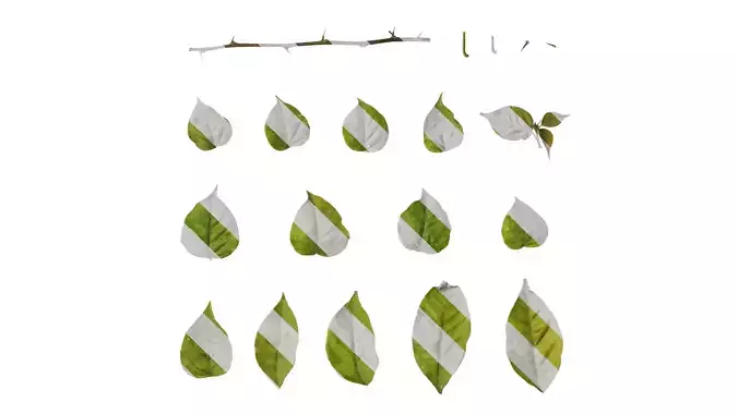 Anydrafts Bougainvillea glabra Leaf 03