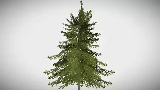 Sugar Pine Coniferous Tree Christmas Fir Eastern Hemlock