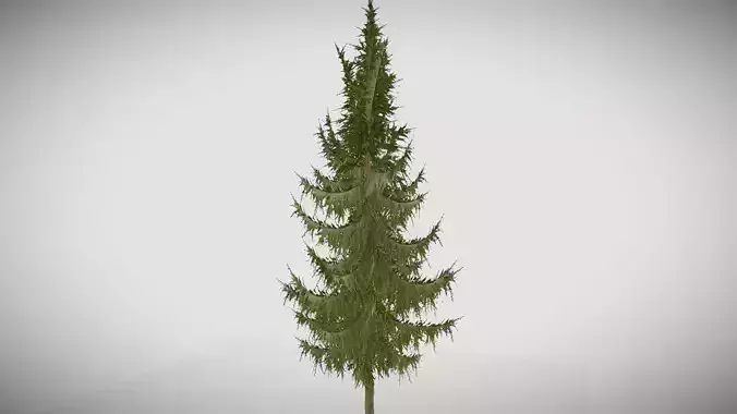 Limber Pine Coniferous Tree Christmas Fir Eastern Hemlock