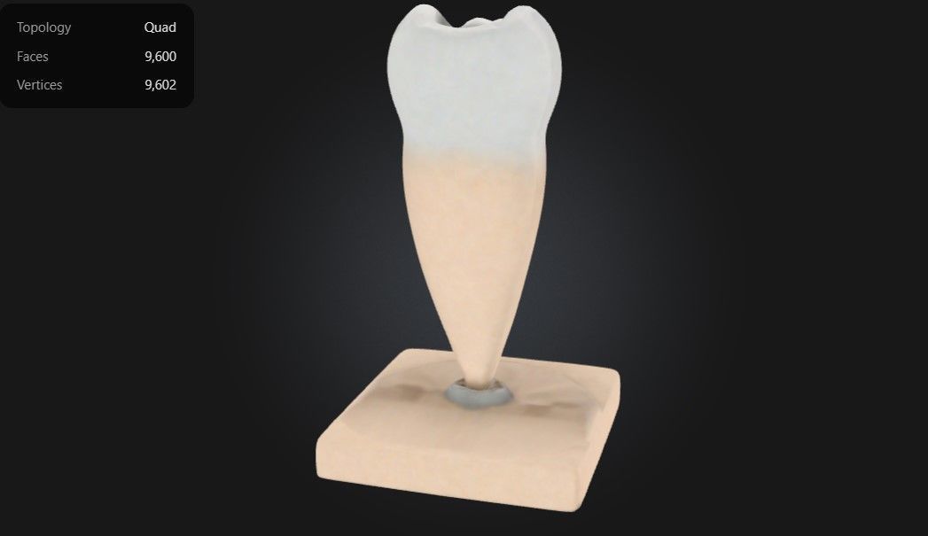 3D Model of Lower Single-Root Pre-Molar Tooth 3D print model_1