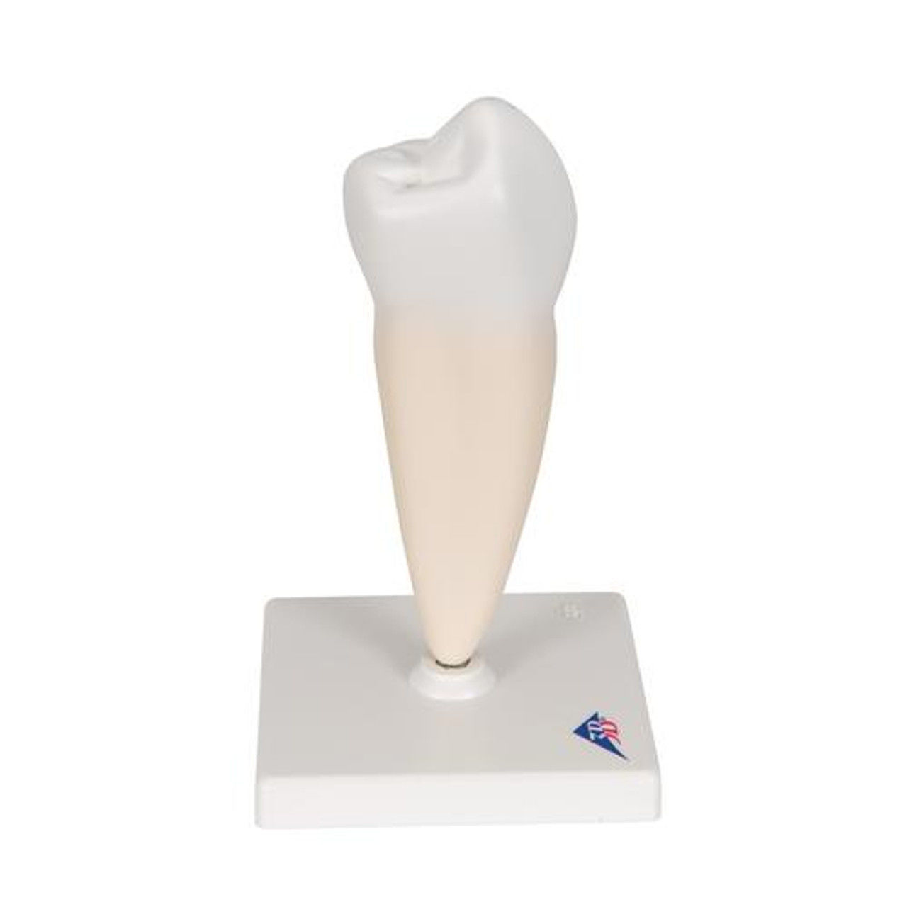 3D Model of Lower Single-Root Pre-Molar Tooth 3D print model_6