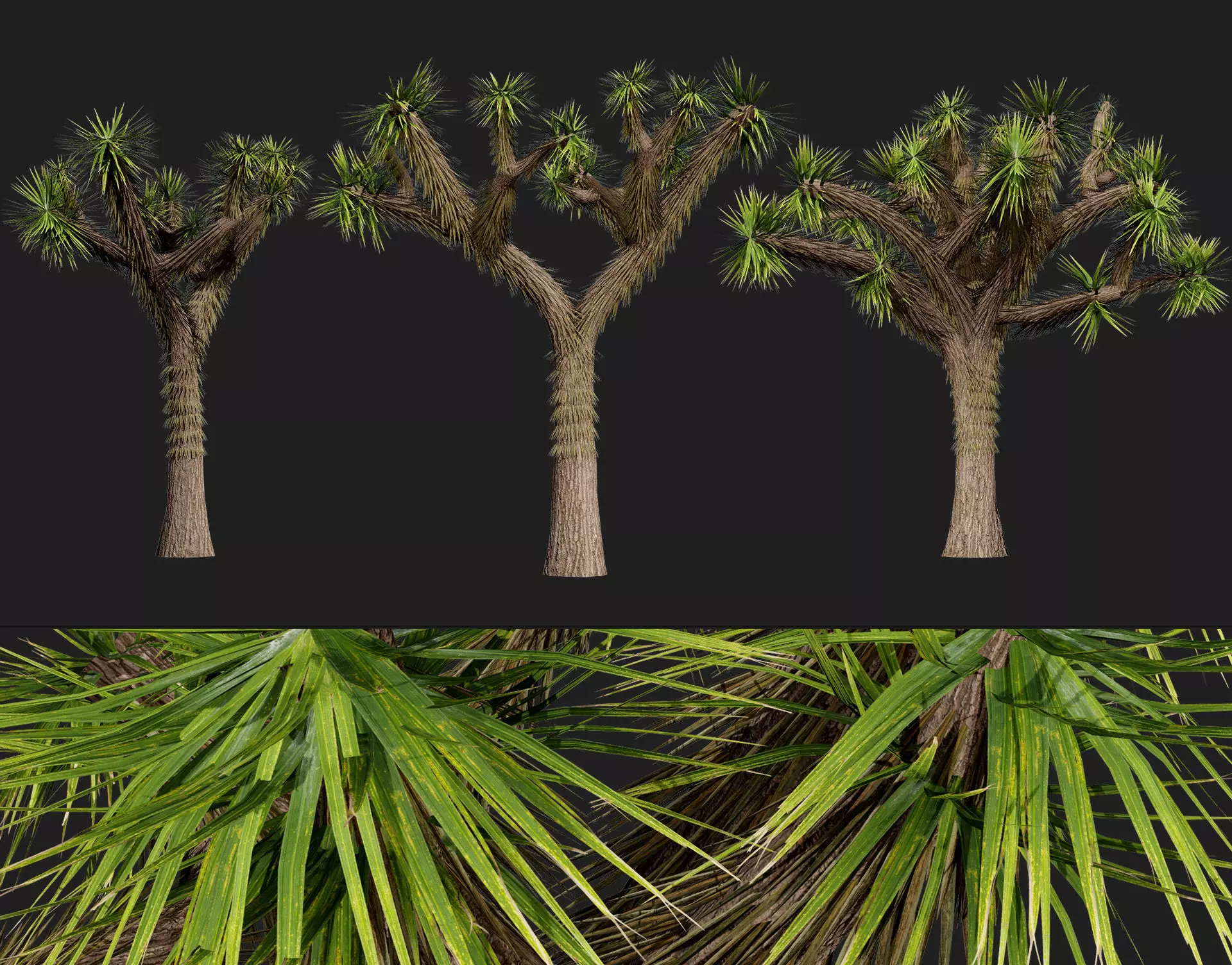 Joshua Tree 3D Models Low-poly 3D model_0