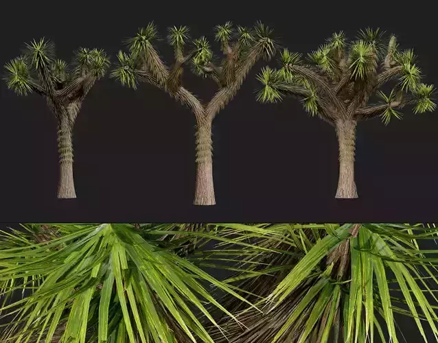 Joshua Tree 3D Models Low-poly 3D model Joshua Tree 3D Models Low-poly 3D model