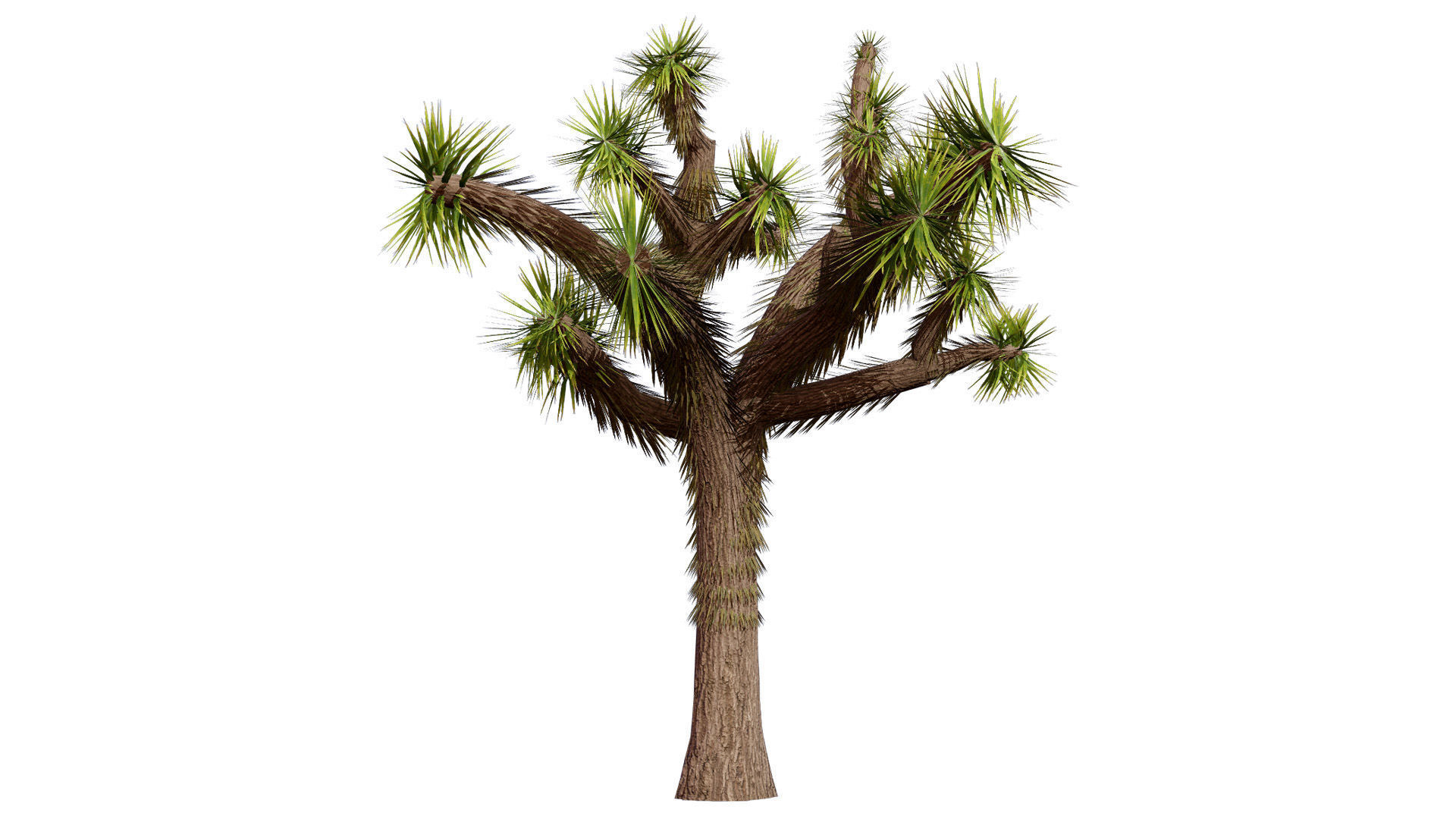 Joshua Tree 3D Models Low-poly 3D model_5