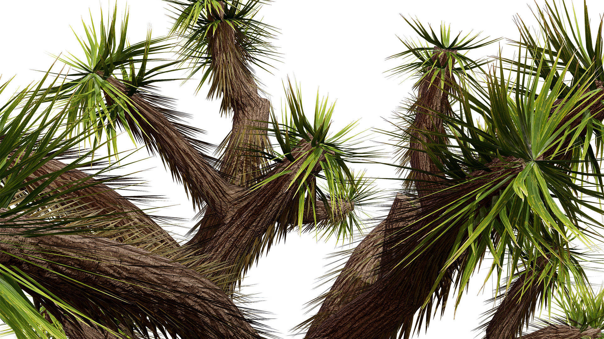 Joshua Tree 3D Models Low-poly 3D model_6