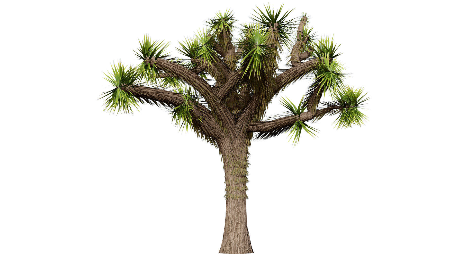 Joshua Tree 3D Models Low-poly 3D model_7