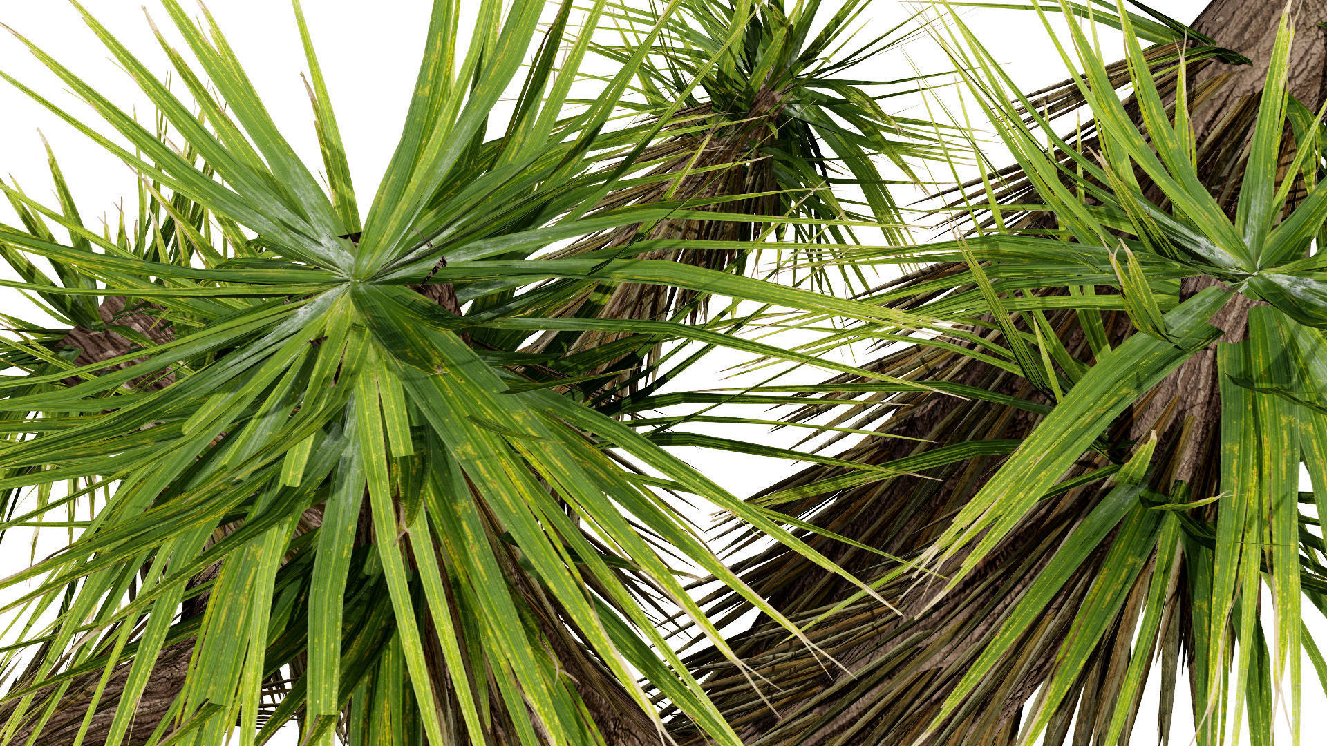 Joshua Tree 3D Models Low-poly 3D model_3