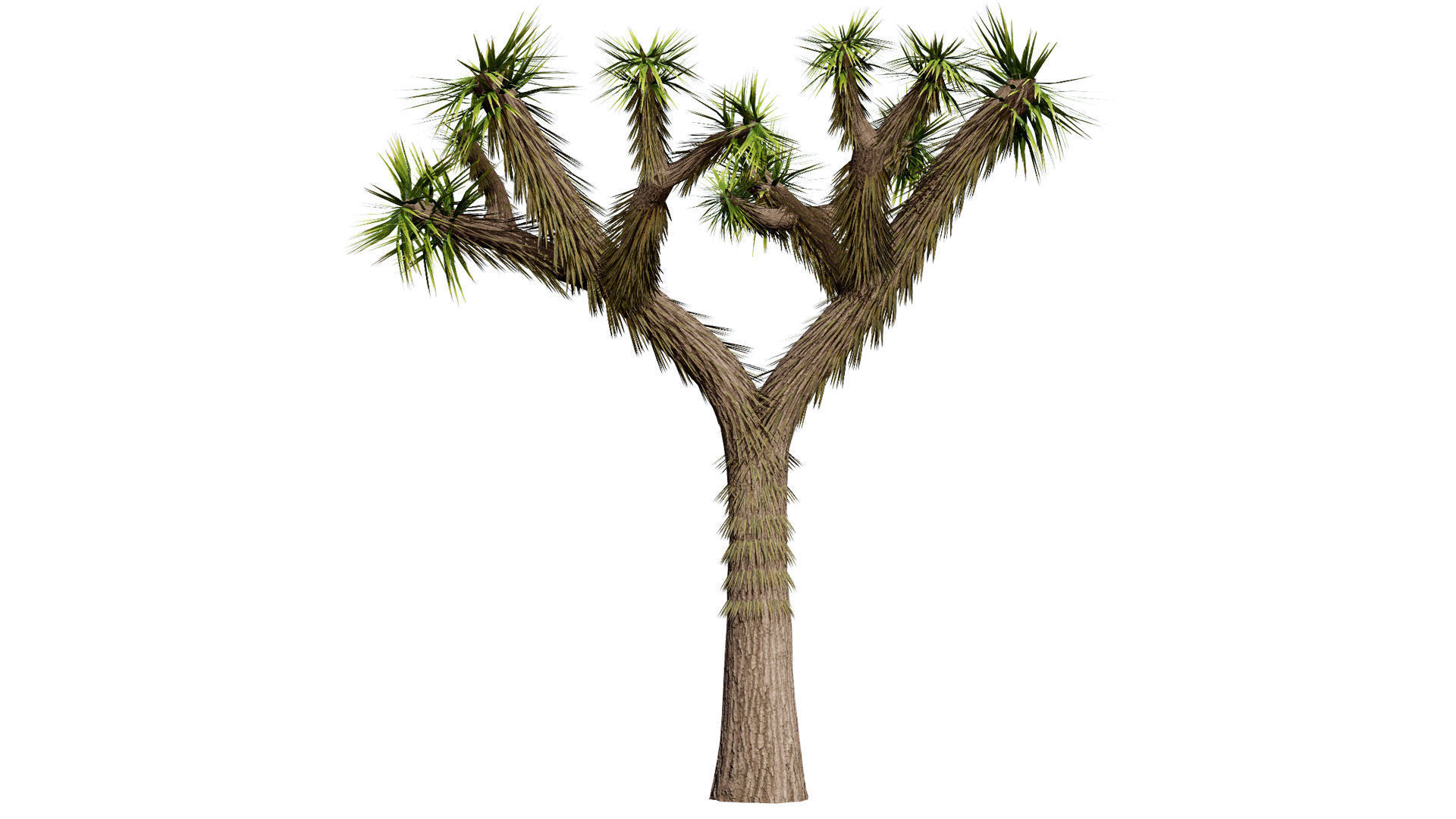 Joshua Tree 3D Models Low-poly 3D model_4