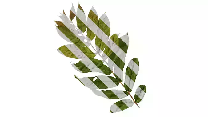 Anydrafts Bretschneidera sinensis Atlas 02