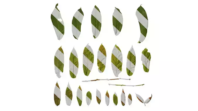 Anydrafts Bretschneidera sinensis Leaf 01