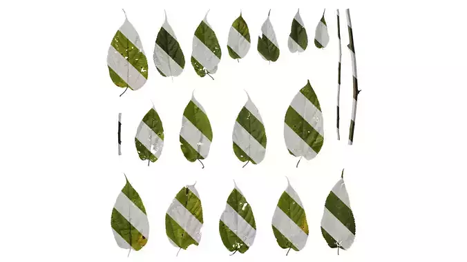 Anydrafts Broussonetia kazinoki Leaf 01